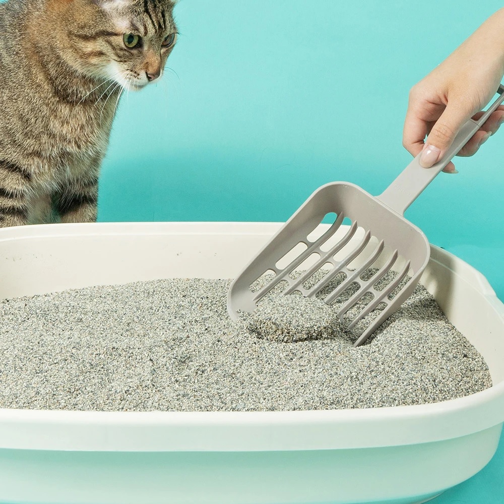     实惠方便的猫砂